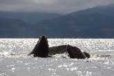 /Newsletter/Articles/Recent%20Letters/2018%20Alaska%20-%20Prince%20William%20Sound%20Expedition_files/image057.jpg
