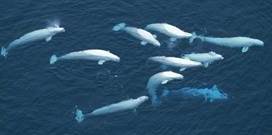 Image result for white Beluga whales