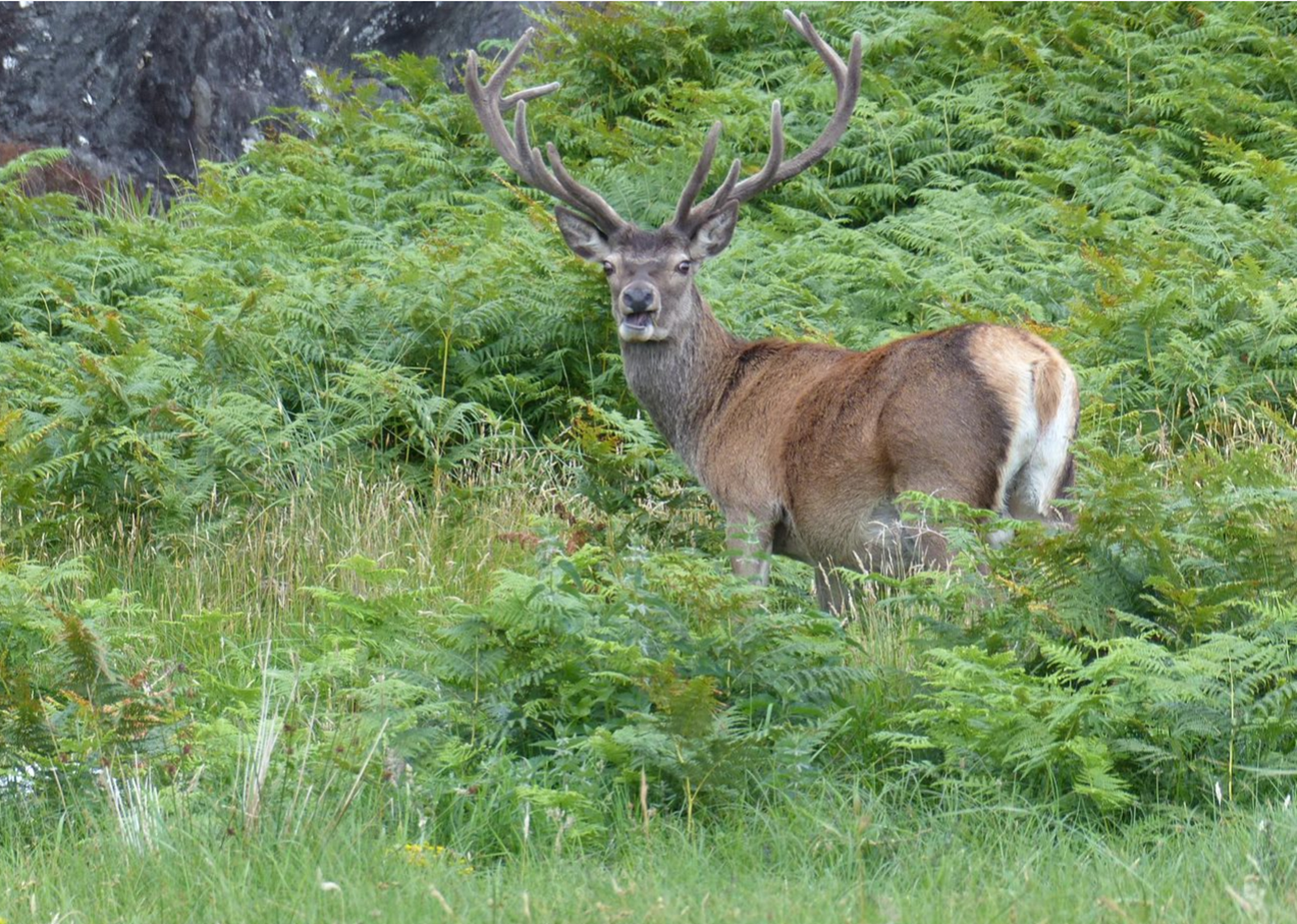 A deer in the bushes

Description automatically generated