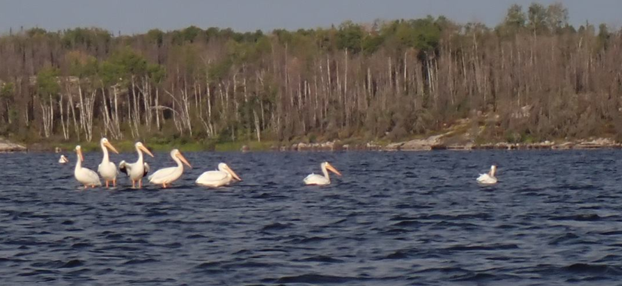 A group of white pelicans swimming in a lake

Description automatically generated