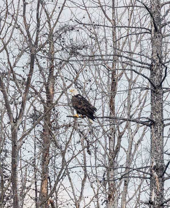 A bird sitting on a branch

Description automatically generated