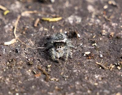 A spider on the ground

Description automatically generated