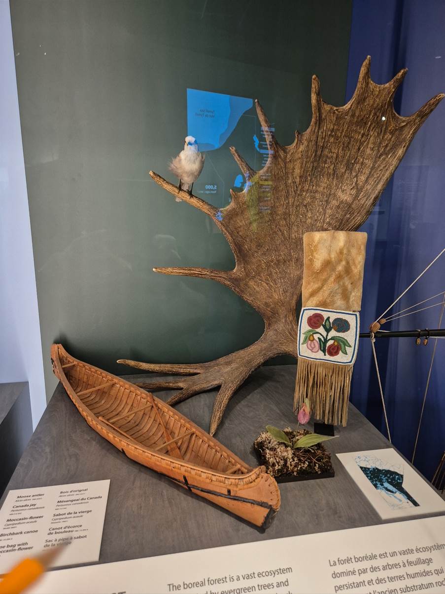 A moose antler and canoe on a table

Description automatically generated