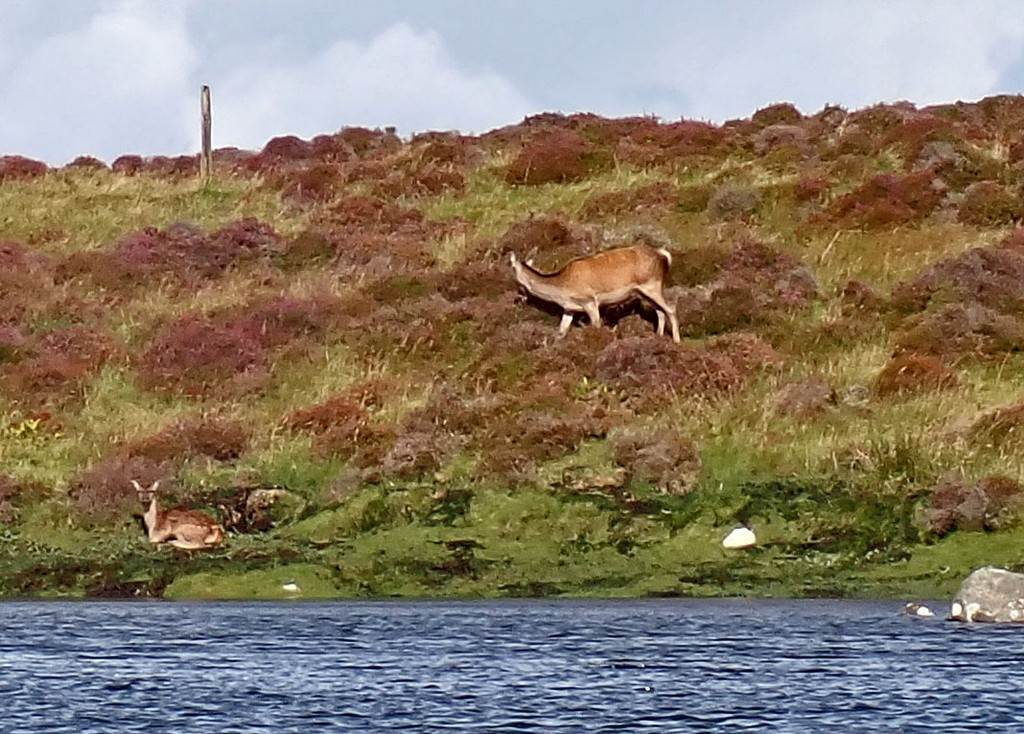 A deer on a hill by water

Description automatically generated