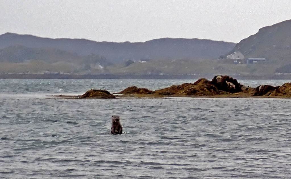 A bear in the water

Description automatically generated
