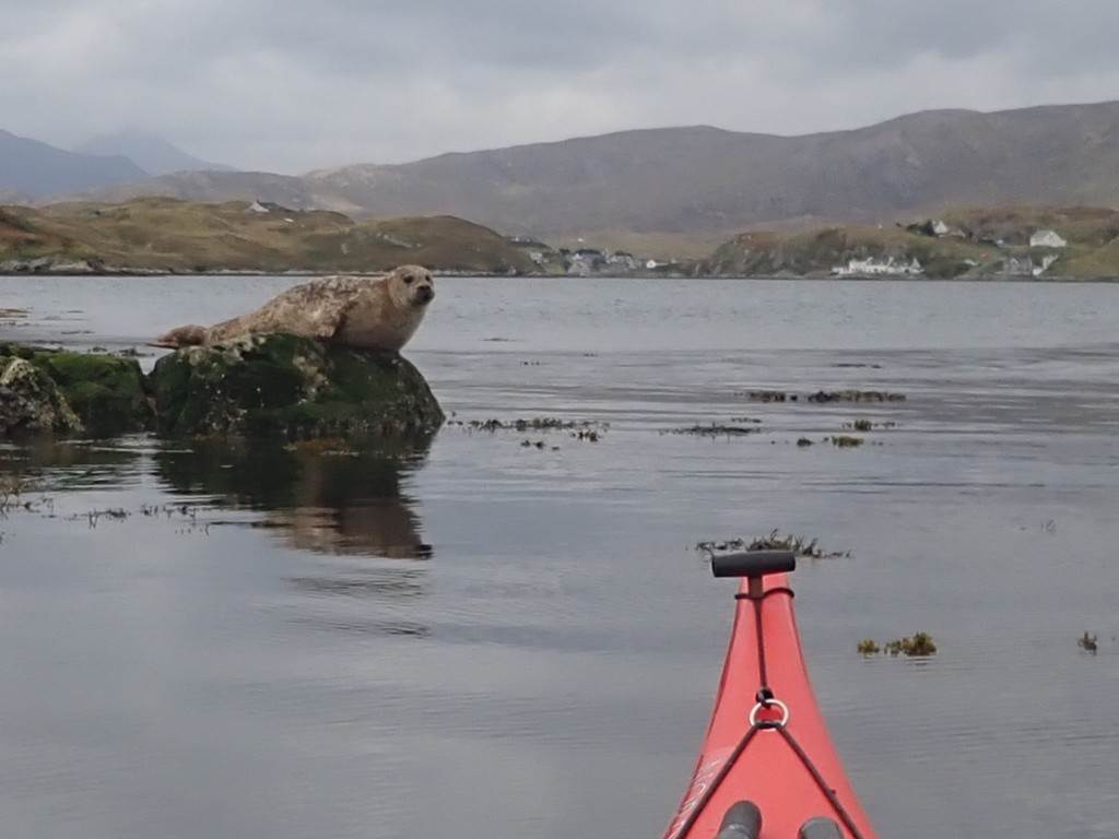 A seal on a rock in the water

Description automatically generated