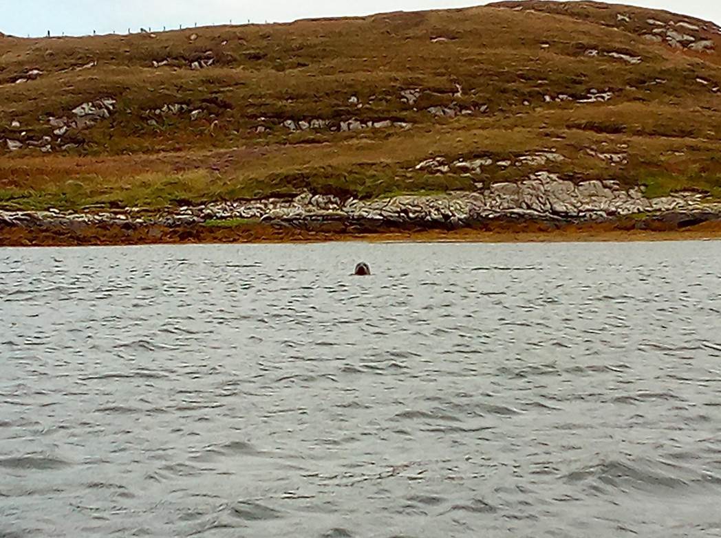 A person swimming in the water

Description automatically generated