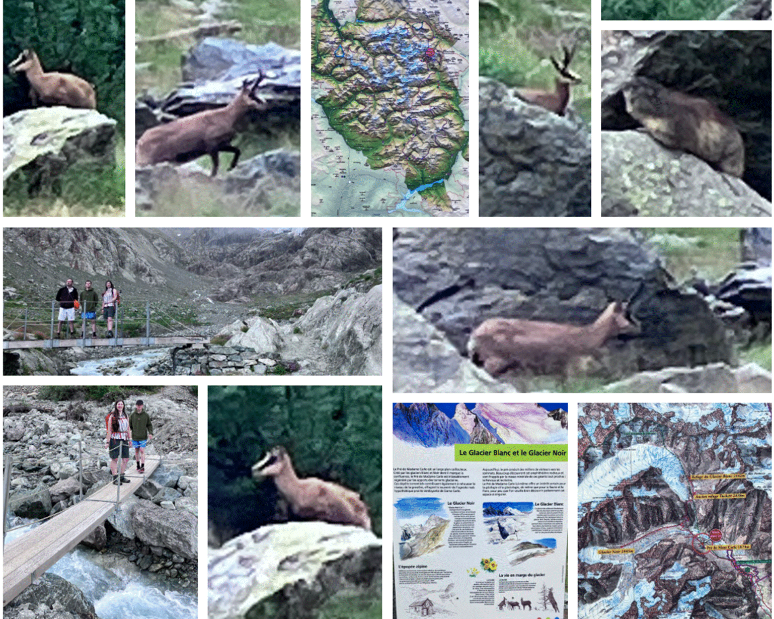 A collage of photos of animals and a map

AI-generated content may be incorrect.