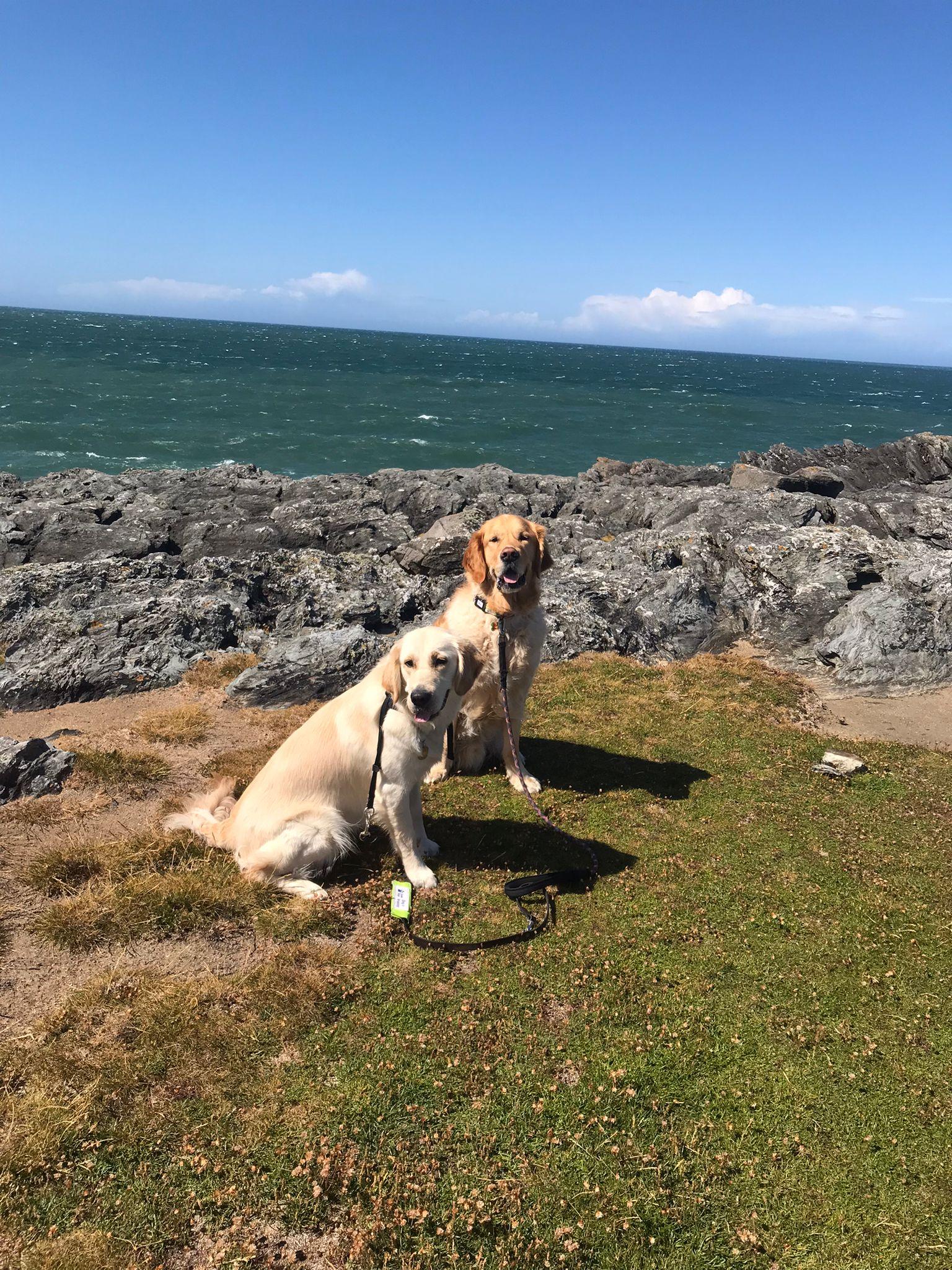 A picture containing sky, grass, outdoor, dogDescription automatically generated