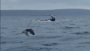 A picture containing water, outdoor, sky, surfing Description automatically generated