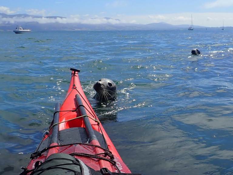 A picture containing a seal