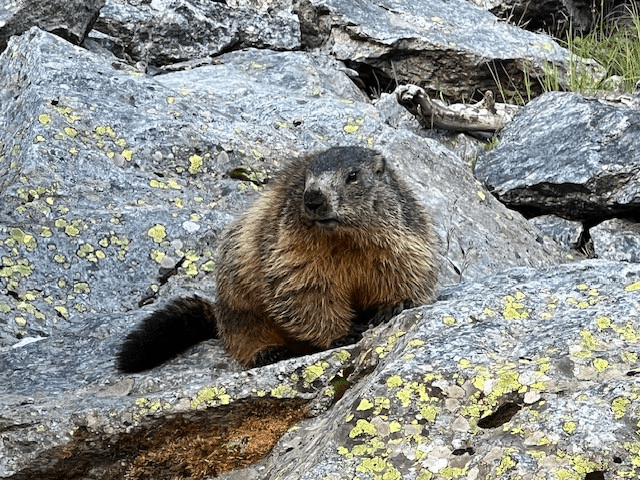 A groundhog sitting on a rock Description automatically generated
