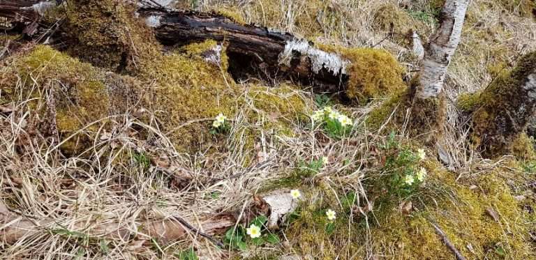 A picture containing grass, outdoor, plant Description automatically generated