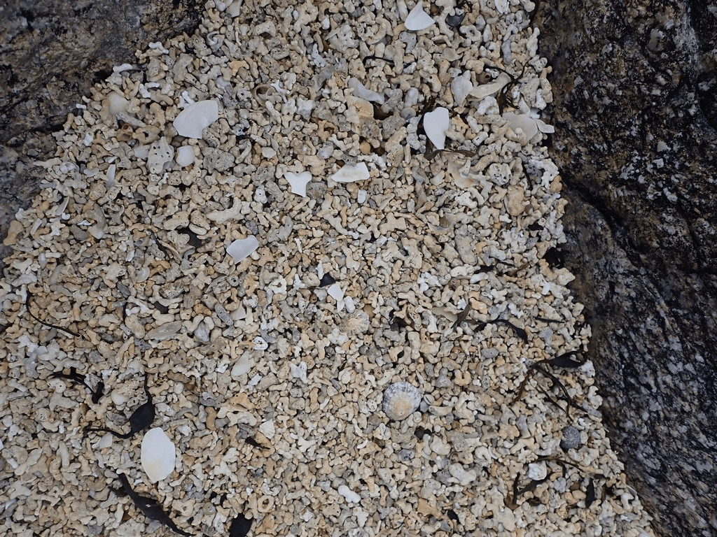 A close-up of a pile of shellsDescription automatically generated