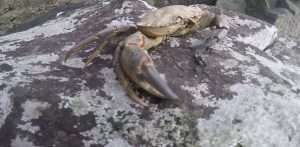 Sea Kayak Leader Skills Day 2 of 6 by David Gentle 10 2023 00004