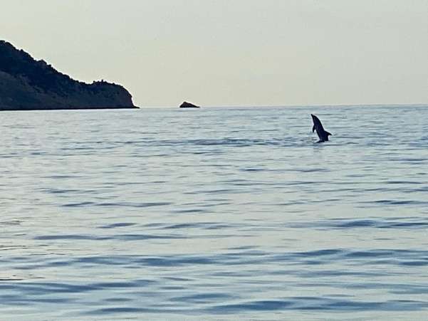 A dolphin jumping out of the water

Description automatically generated