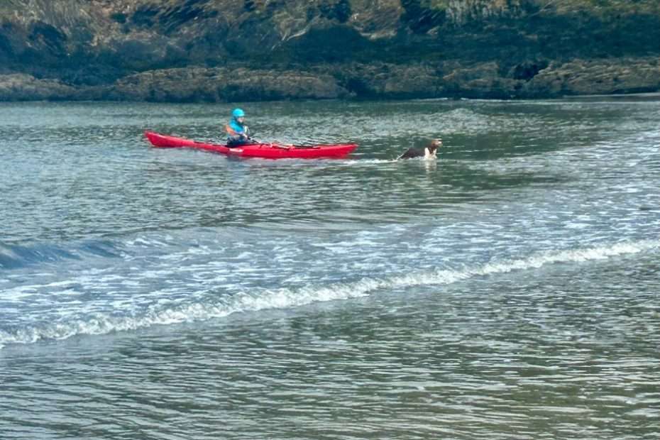 A person in a red kayak with a dog in the water Description automatically generated