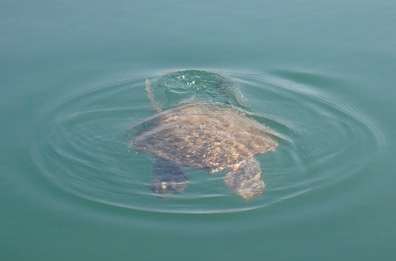 A turtle swimming in the water
Description automatically generated