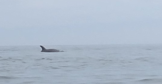 A whale in the waterDescription automatically generated