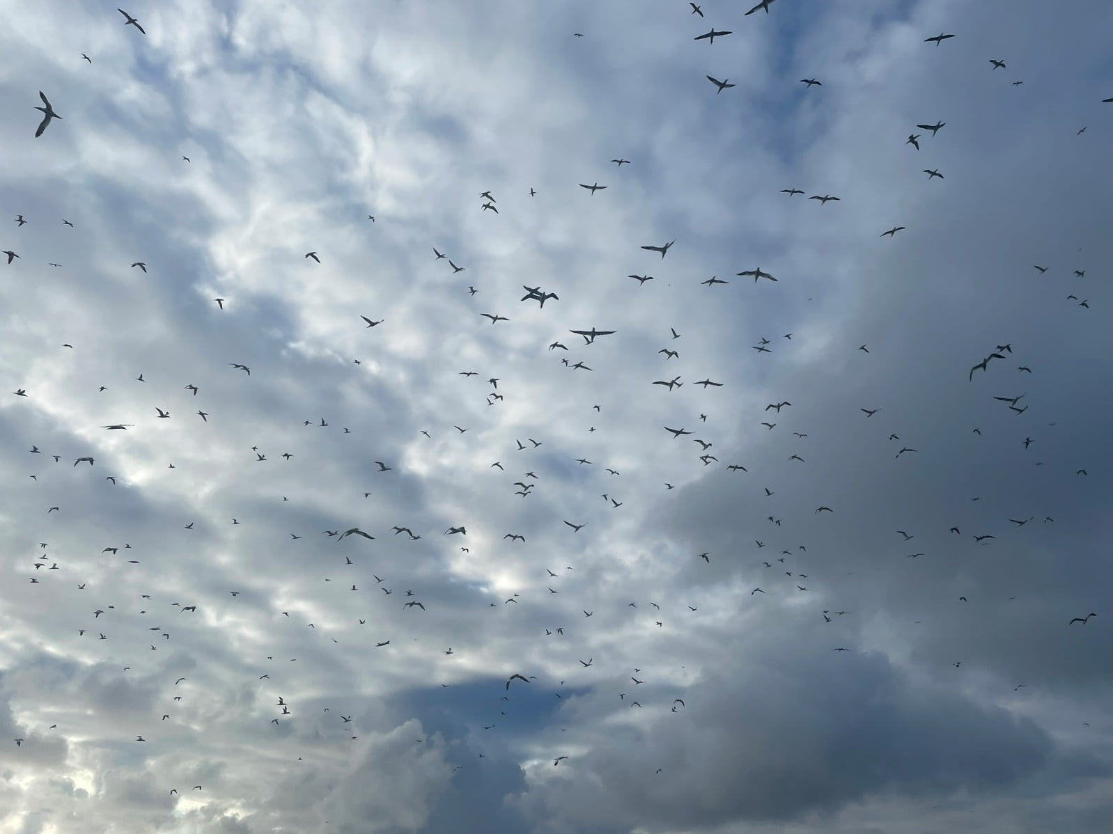 May be an image of bird