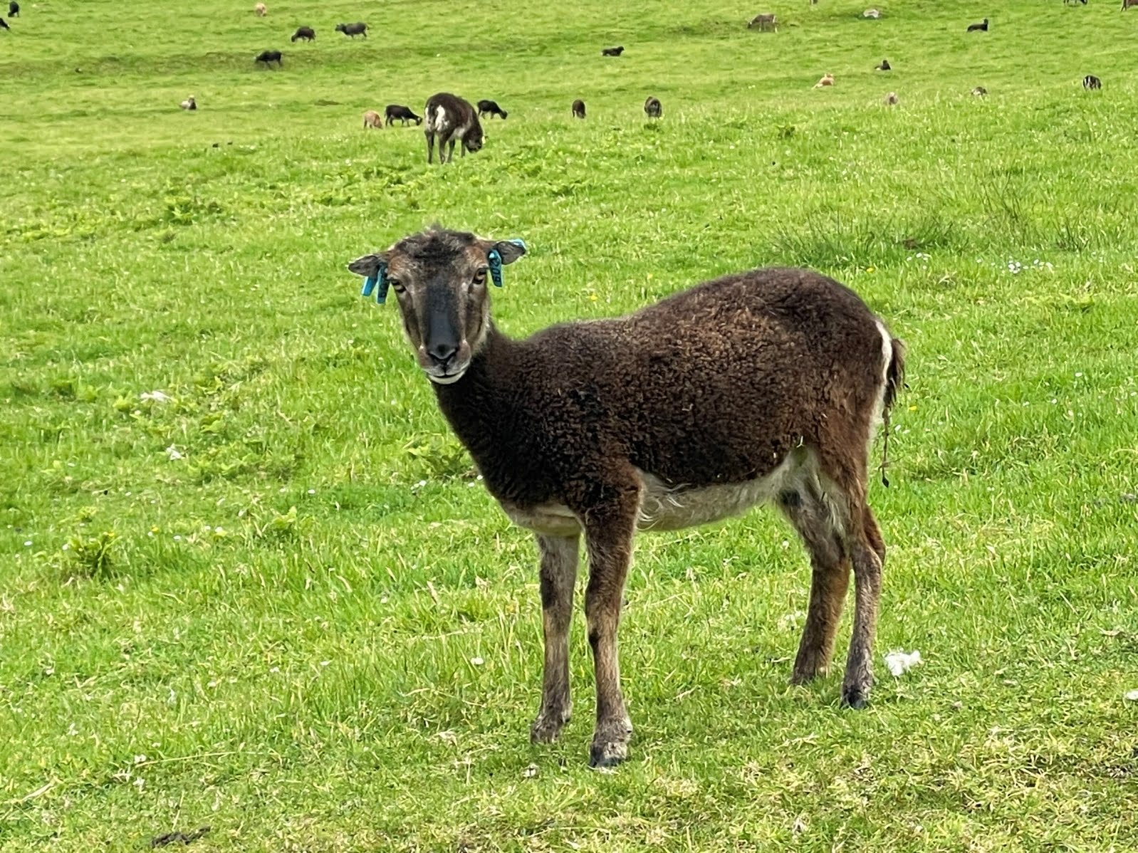 May be an image of grass