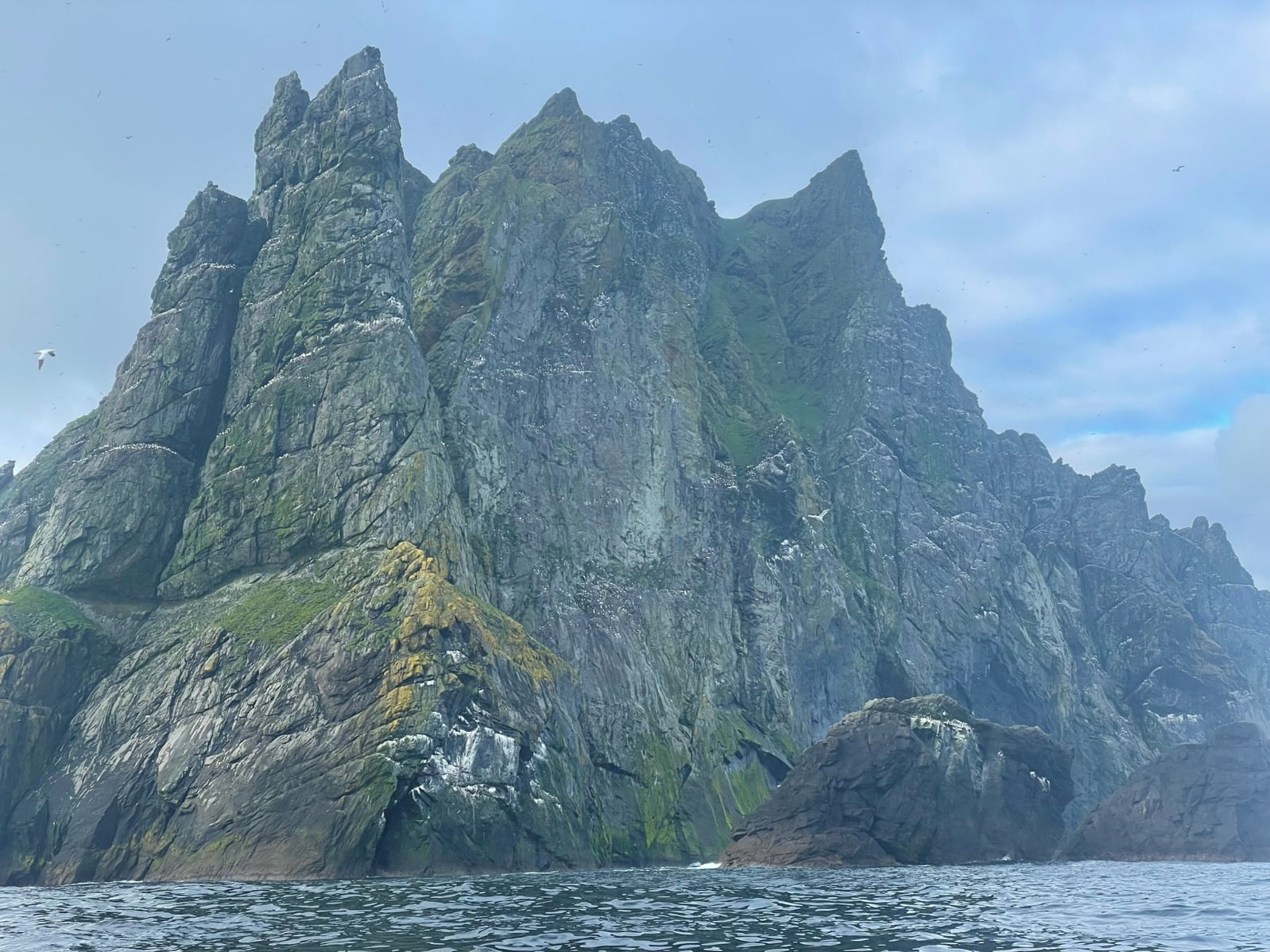 May be an image of puffin and arctic