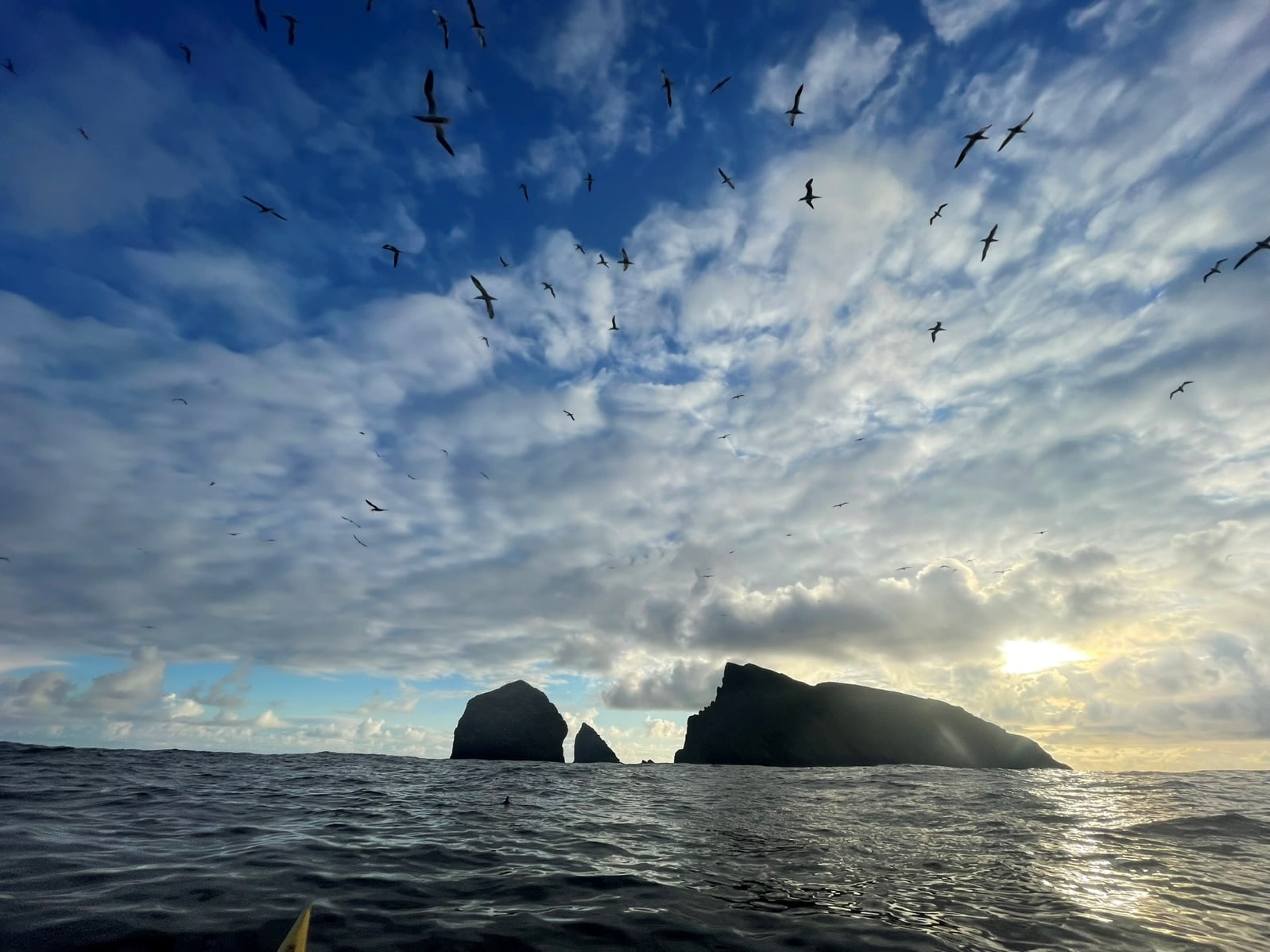 May be an image of sea bird