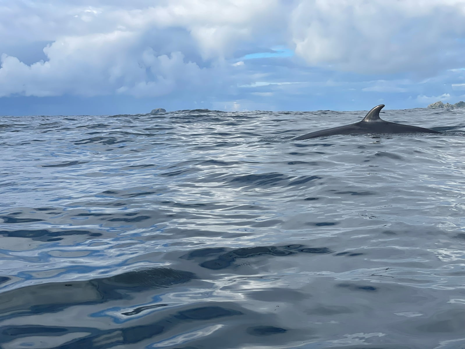 May be an image of swimming, grey whale and ocean
