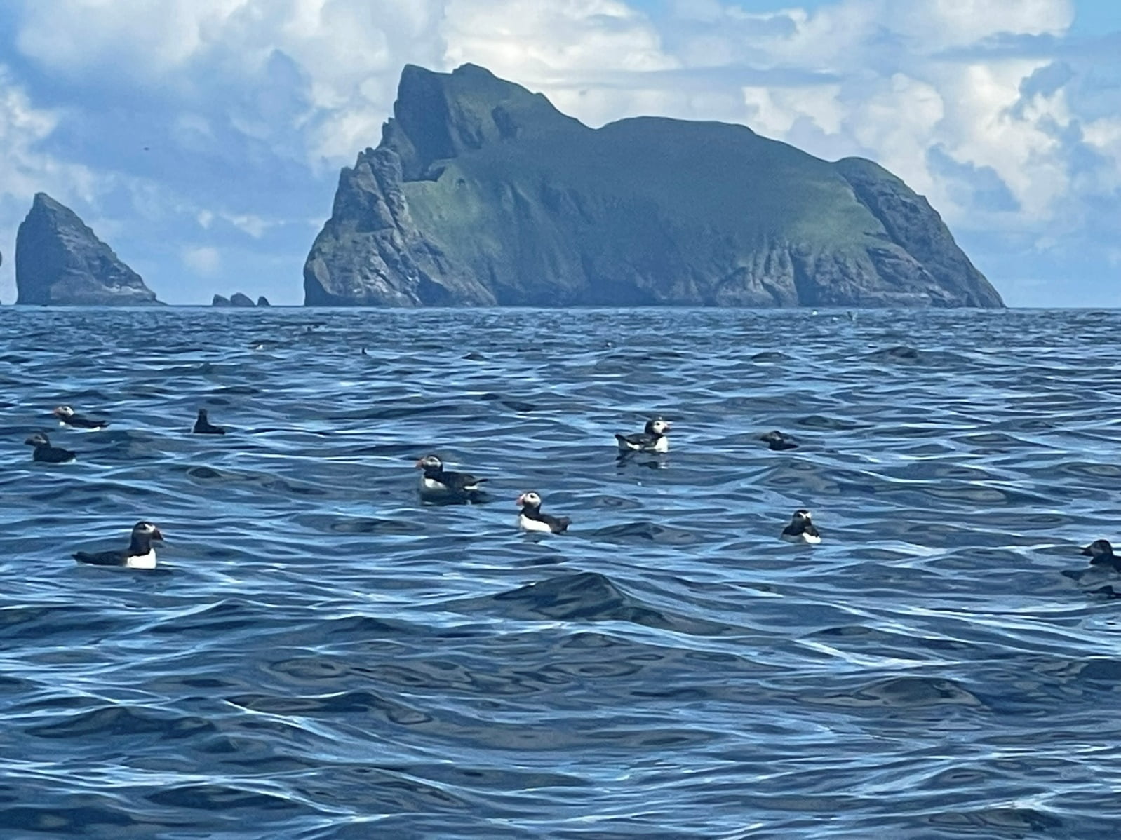 May be an image of tufted puffin
